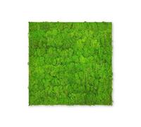 JANGAL - Modular Wall - Panneau Acoustique Mural - 520 x 520 x 40 mm - Mouse Vert Clair - Mousse Naturelle - Panneau végétal