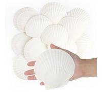 Jangostor 16Pièces Coquillages de pétoncles Coquillages naturels, 10cm - 12cm Blanc coquille de mer petit coquillage pour mariage décoration plage thème fête, réservoir de poissons et vase remplissage