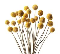 Jangostor 20 Pièces Balles de Billy séchées, 43CM Billy Balls Jaunes Fleurs séchées Craspedia Fleurs séchées Naturelles pour Mariage Thanksgiving Décoration d'automne Décoration Bricolage Artisanat