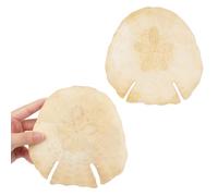 Jangostor Grands coquilles Naturelles, Énorme conque océanique 12-16cm Coquillage Jumbo Parfait pour fête à thème de Plage, décoration de Mariage, décorations de Maison, l'artisanat de Bricolage