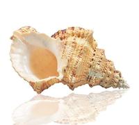 Jangostor Grands coquilles Naturelles, Énorme conque océanique 17-20cm Coquillage Jumbo Parfait pour fête à thème de Plage, décoration de Mariage, décorations de Maison, l'artisanat de Bricolage (5)