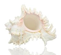 Jangostor Grands coquilles Naturelles, Énorme conque océanique 17-20cm Coquillage Jumbo Parfait pour fête à thème de Plage, décoration de Mariage, décorations de Maison, l'artisanat de Bricolage (2)