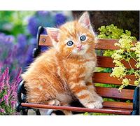 Jantabo 5D Diamond Painting Strass Complet Chat, Broderie Diamant Peinture Kits Complète Animal, Craft pour Accueil Cadre Home Decoration Murale Salon Chambre Décoration 30x40cm A29