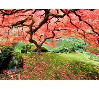 Japanese Maple Tree Jigsaw Puzzle. 1000 Pieces