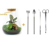 Jardin de bouteilles - Sam Calathea avec lampe - ↕ 30 cm - Rake + Shovel + Tweezer + Scissors