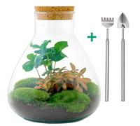 Jardin de bouteilles - Sammie caféier - ↕ 26 cm - râteau + pelle