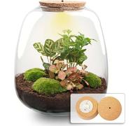Jardin de bouteilles Terrarium Emma - kit de bricolage - 25cm de haut, Ø23cm - Café rouge avec LED - Autonome & durable