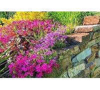 Jardin de rocaille- 2000 Graines de fleurs, plantes vivace