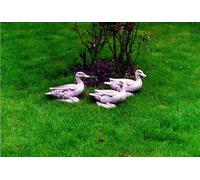 Jardin Décoration Canard Terrasse Pierre Figures Statue Sculpture Oiseau 21cm