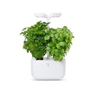 Jardin d'intérieur Veritable Exky Classic / 2 lingots / 1 livre