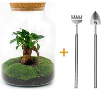 Jardin en bouteille DIY Set avec Ficus Ginseng Bonsai, 30 cm de haut, y compris Rake & Shovel pour votre maison