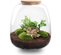 Jardin en bouteille DIY Set Emma - Terrarium Ø23cm - Hauteur 25cm - Avec Hedera Pink, Mousse, Terreau & Instructions - Terrarium fermé pour plantes - Cadeau durable