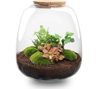 Jardin en bouteille Emma - kit de bricolage terrarium végétal - Ø23cm x 25cm de hauteur - Hedera Red - Mini-jungle durable et autosuffisante avec instructions