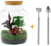 Jardin en bouteille "Milky" - diy terrarium végétal - 30 cm - avec plante Calathea - râteau et pelle inclus