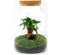 Jardin en bouteille "Milky" - diy terrarium végétal - 30 cm de haut - avec Ficus Ginseng Bonsai