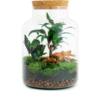 Jardin en bouteille "Milky" - diy terrarium végétal - hauteur 30 cm - avec palmier dragonnier