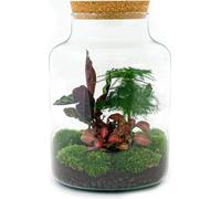 Jardin en bouteille "Milky" - diy terrarium végétal - hauteur 30 cm - avec plante Calathea