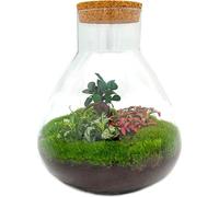 Jardin en bouteille "Sam xl" - avec bonsaï - terrarium pour plantes DIY - hauteur 35cm