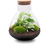 Jardin en bouteille "Sam xl" - Terrarium pour plantes DIY - hauteur 35cm