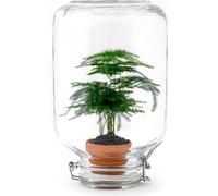 Jardin en bouteille Terrarium Easyplant Asperge - Plante d'intérieur vivante dans un bocal avec fermeture en acier inoxydable - Facile à entretenir & autosuffisant