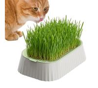 Jardinière à à Chat - Bac de Sol Compact et antidérapant - Kit de Culture d' à Chat - Utilisation en intérieur et en extérieur pour la Maison, Le Plan de Travail, la Cuisine, Le Balcon