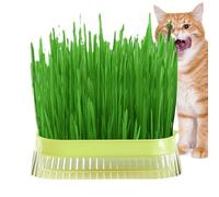 Jardinière d' à Chat pour Chats d'intérieur - Pot de Plantation d' à Chat | Jardinière pour Chat - Plateau de Germination sans Sol pour Culture en intérieur, Plateaux de