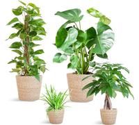 Jardinière d'entretien facile - medium - avec panier Sofia