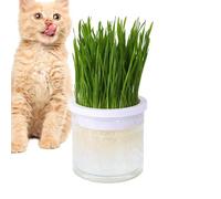Jardinière d'herbe à Chat pour Chats d'intérieur, Pot d'herbe hydroponique Transparente, Accessoire pour Animaux de Compagnie, Plateaux de Germination, Parfait pour Les Chats d'intérieur