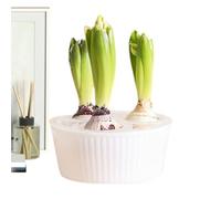 Jardinière en jacinthe à 3 trous - Récipient en verre transparent pour jonquilles et fleurs bulbes, parfait pour le jardinage sans terre | Idéal pour les débutants, les personnes âgées