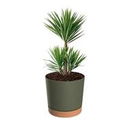 Jardinière - Noname - Rond - Ø 40 Cm - H 38 Cm - Vert Mat Multicolore