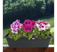 Jardinière rectangulaire Plastkon Anthracite 59 cm avec arrosage 1 unité