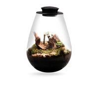 jardinière Terrarium Bouteille en Verre pour Micro-Paysage avec Lampe de Croissance pour Plantes succulentes, Terrarium en Verre pour Jardin Domestique Plantes aériennes(Black S)