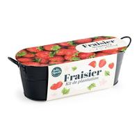 Jardinière zinc noir 30 cm - Fraisier