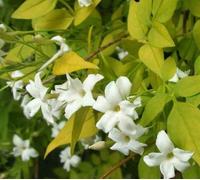 Jasmin 4 l 140-160 cm