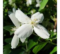 Jasmin blanc, officinal - Jasminum officinale - 50-60 cm pot