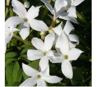 Jasmin blanc officinale