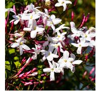 Jasmin blanc printemps