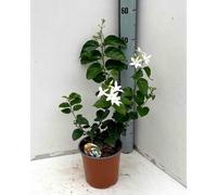 Jasmin d'arabie 2 l 40-60 cm
