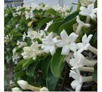 Jasmin de madagascar 25 l- 125-150 cm