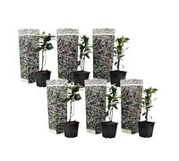 Jasmin de Toscane - Set de 6 - Rose - Pot 9cm - Hauteur 25-40cm