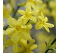 Jasmin d'hiver 2L - La plus belle plante arbustive qui fleurit en hiver