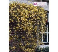 Jasmin d'hiver 40-60 cm - Jasminum nudiflorum, arbuste à fleurs résistant au froid, fleurs jaunes, floraison hivernale, idéal pour jardin & bacs