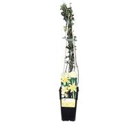 Jasmin d'hiver - Jasminum nudiflorum - Ø15cm - ↕65cm