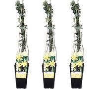 Jasmin d'hiver - Jasminum nudiflorum - ↨65cm - Ø15cm - 3 pièces