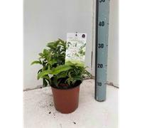 Jasmin étoilé 3 l 60-80 cm