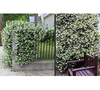 Jasmin étoilé env. 120 cm - Persistant, Parfumé & Résistant au froid | Trachelospermum jasminoides Plante grimpante