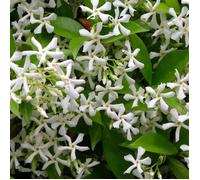 Jasmin étoilé, Jasmin persistant blanc, Trachelospermum