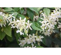 Jasmin Étoilé Jasminoïdes C 3 Litres
