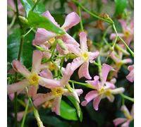 Jasmin étoilé Lot de 3 - Rose - Étoile de Sicile - Jasmin étoilé toscan - 3 x plantes grimpantes - 3 x pots de 1,5 l - Jasmin - Peut atteindre 400 cm de haut et 100 cm de large Haie - 3 pour le prix