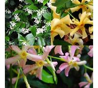 Jasmin étoilé (lot de 3) rose, jaune et blanc - Toscan - Plante grimpante rustique - 3 pots de 1,5 L - Peut former une haie jusqu'à 400 cm de haut et 100 cm de large